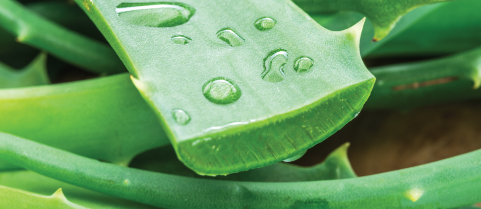 ¡Protege tu piel del sol con lo mejor del Aloe Vera!