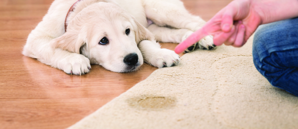 Educar a tu mascota: Tapete sanitario dentro de casa