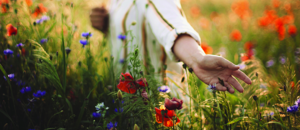 Flores: Esencias que revitalizan